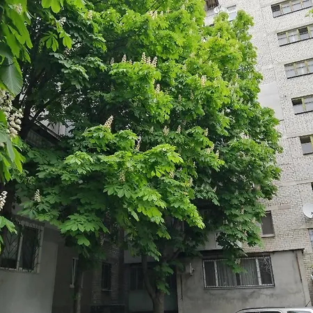 у моря лузановка Odesa