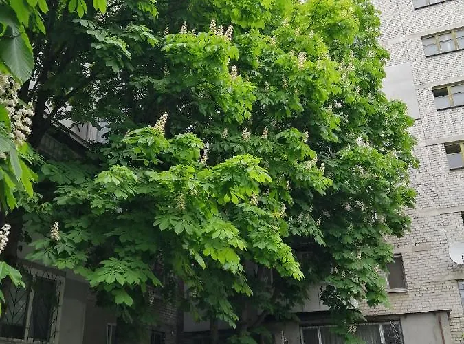 у моря лузановка Odesa